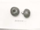 Click for 1 image(s) for this accession. FRUIT
